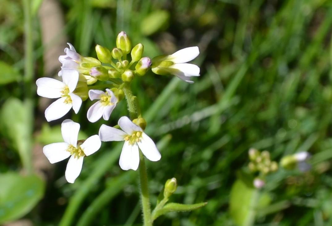 Da determinare - Brassicacea